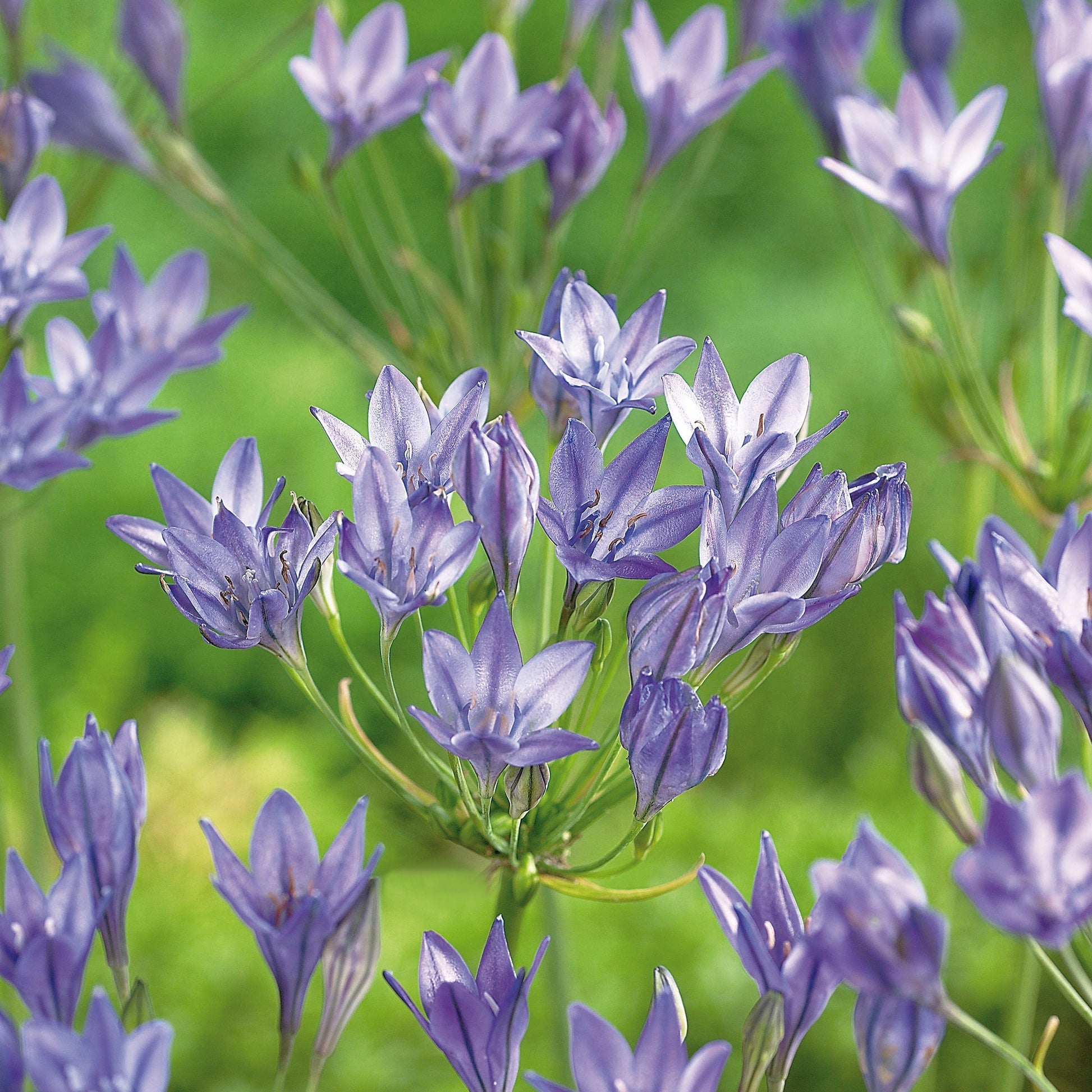 Trevåningslilja, Triteleia 'Queen Fabiola'