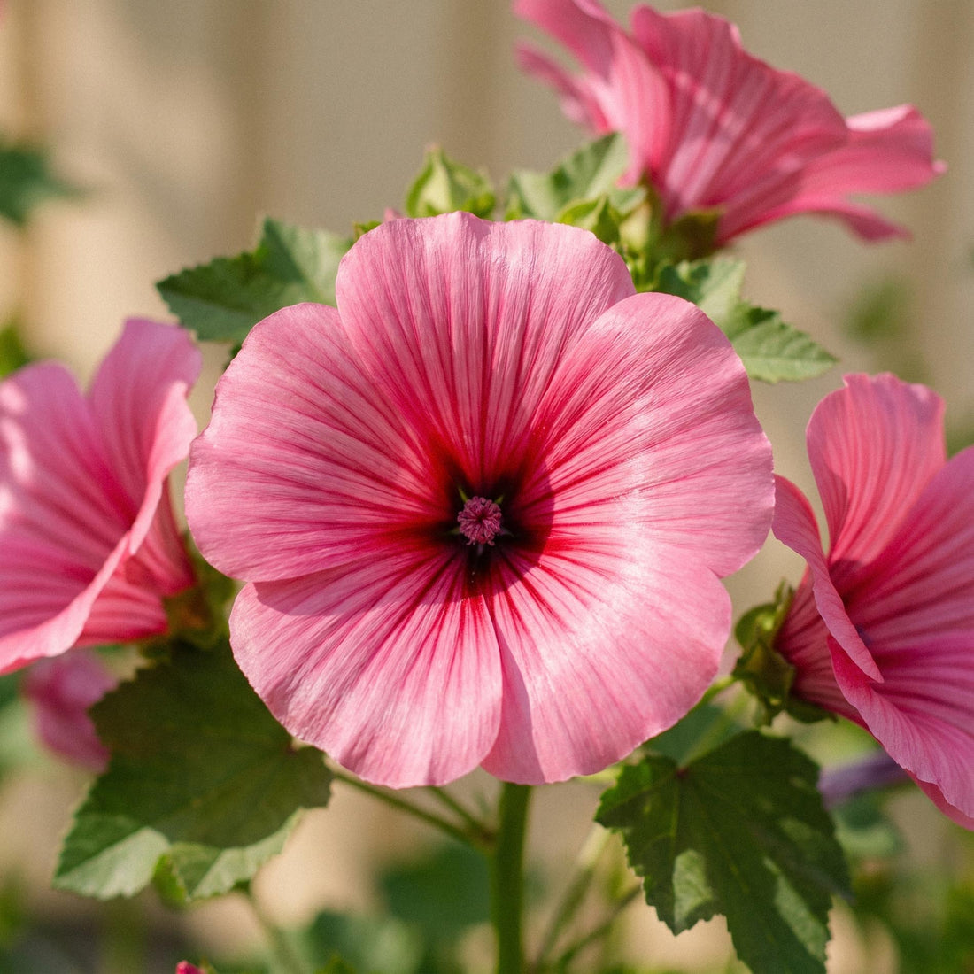 Trumpetmalva frön 'Mallow wort' - 80 Ekologiska frön