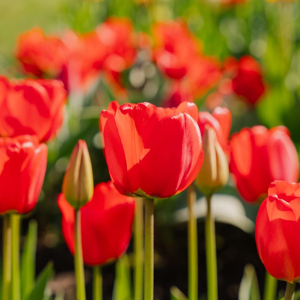 Tulipan 'Apeldoorn'