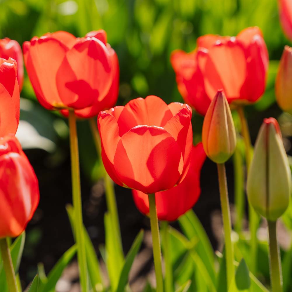Tulipan 'Apeldoorn'