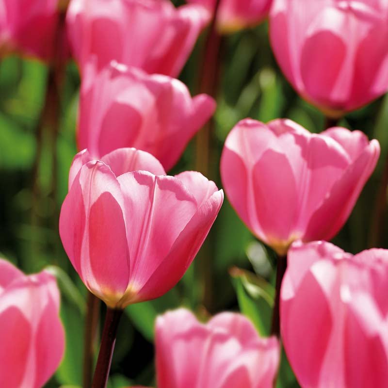 Tulipan 'Big Love'