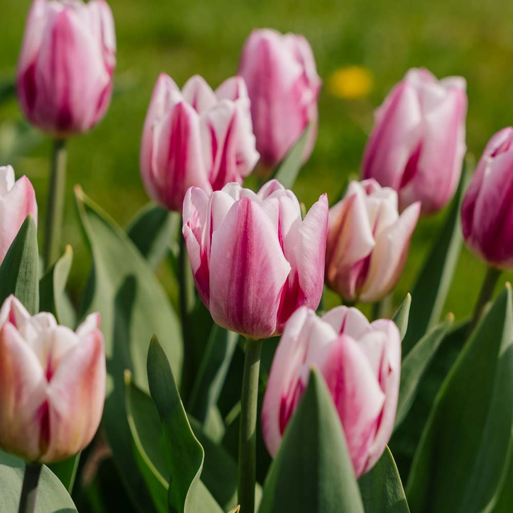 Tulipan 'Bojangles'