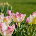 Tulipan 'Cabanna'