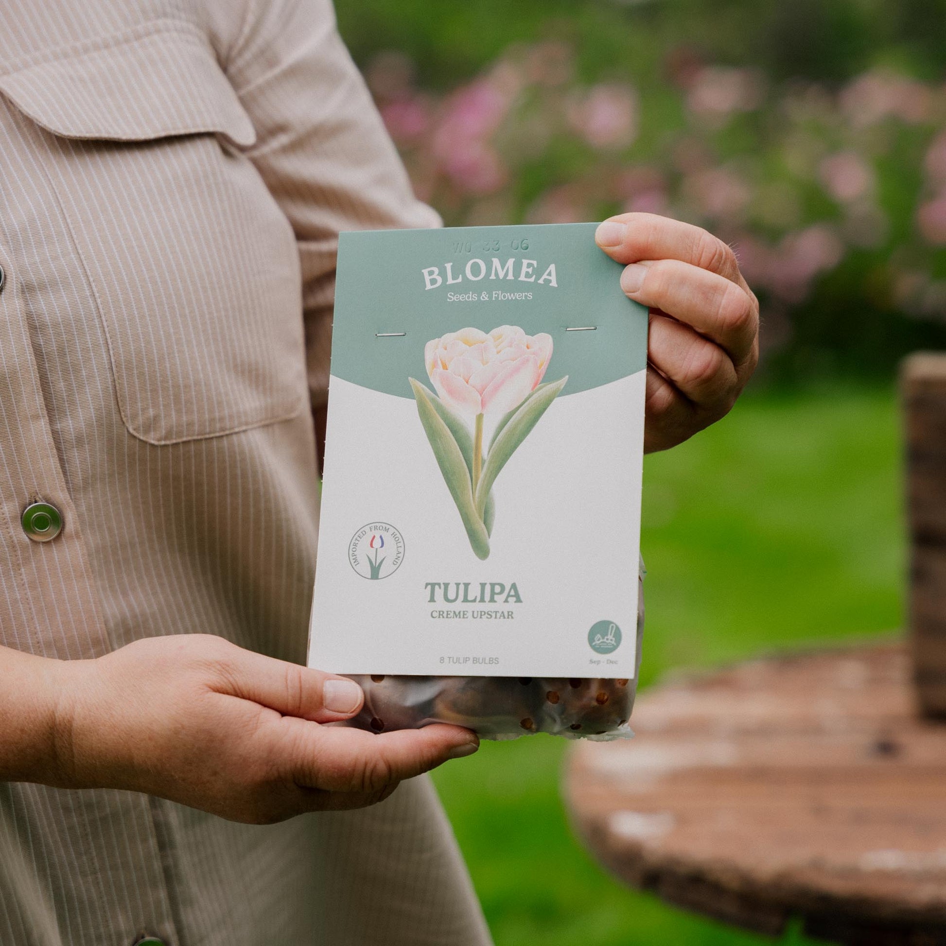 Tulipan 'Creme Upstar'