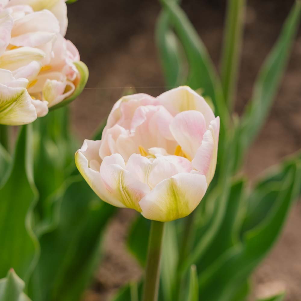 Tulipan 'Finola'