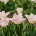 Tulipan 'Huis Ten Bosch'