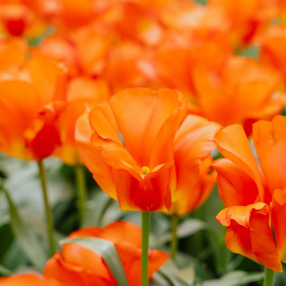 Tulipan 'Mira Mare'