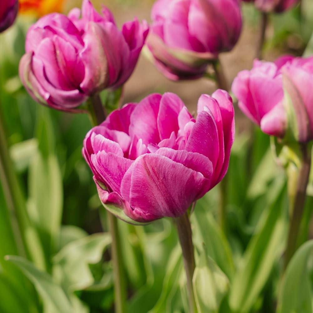 Tulipan 'Negrita Double'