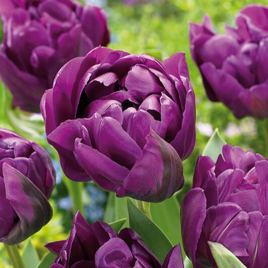 Tulipan 'Negrita Double'