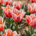 Tulipan 'Pretty Priness'