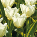 Tulipan 'Purissima'