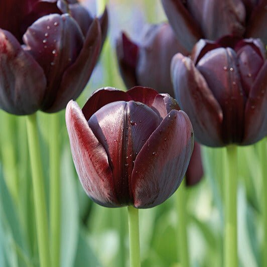 Tulipan 'Queen Of Night'