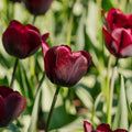 Tulipan 'Ronaldo'