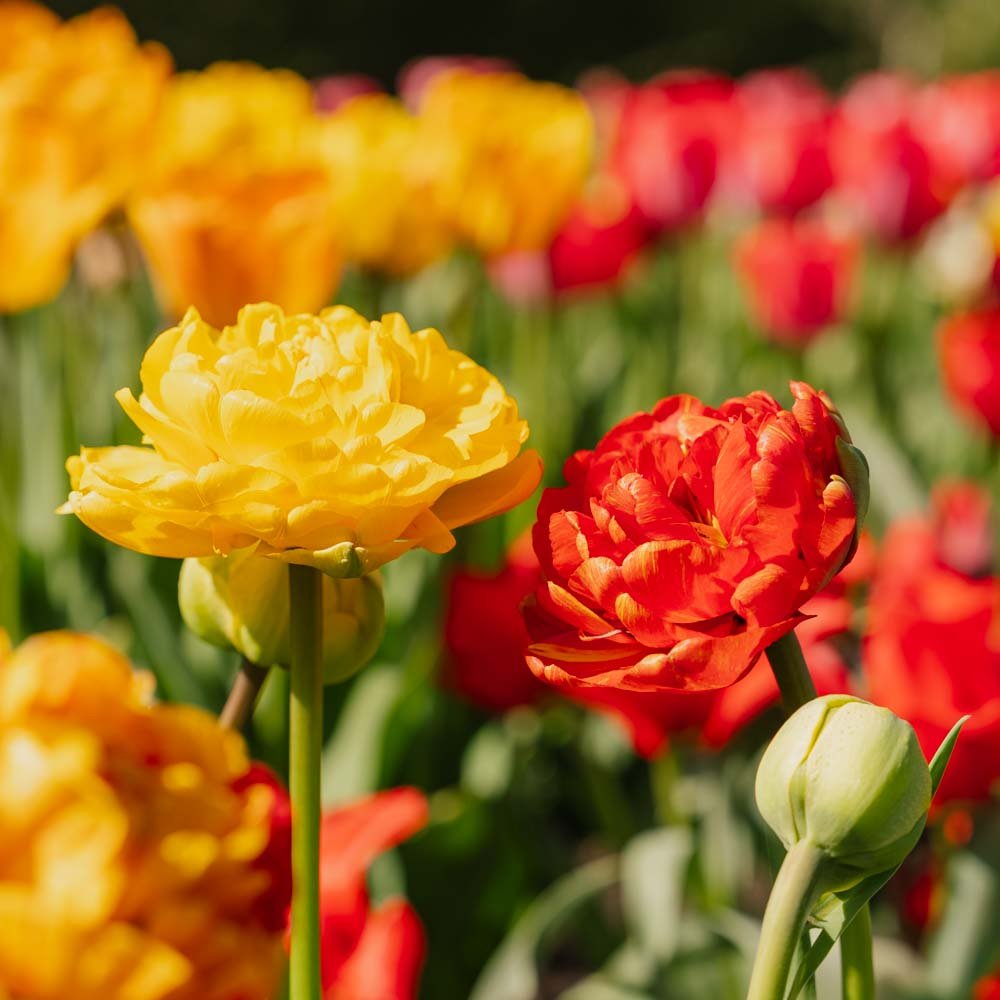 Tulipan 'Sunlover'