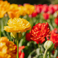 Tulipan 'Sunlover'