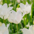 Tulipan 'White Triumphator'