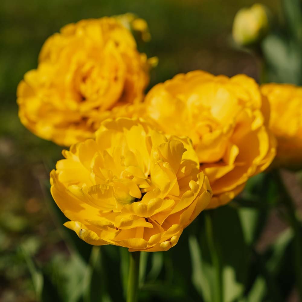 Tulipan 'Yellow Pomponette'
