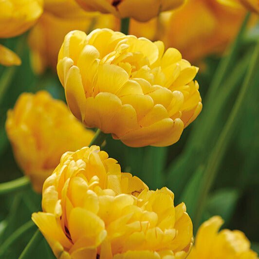 Tulipan 'Yellow Pomponette'