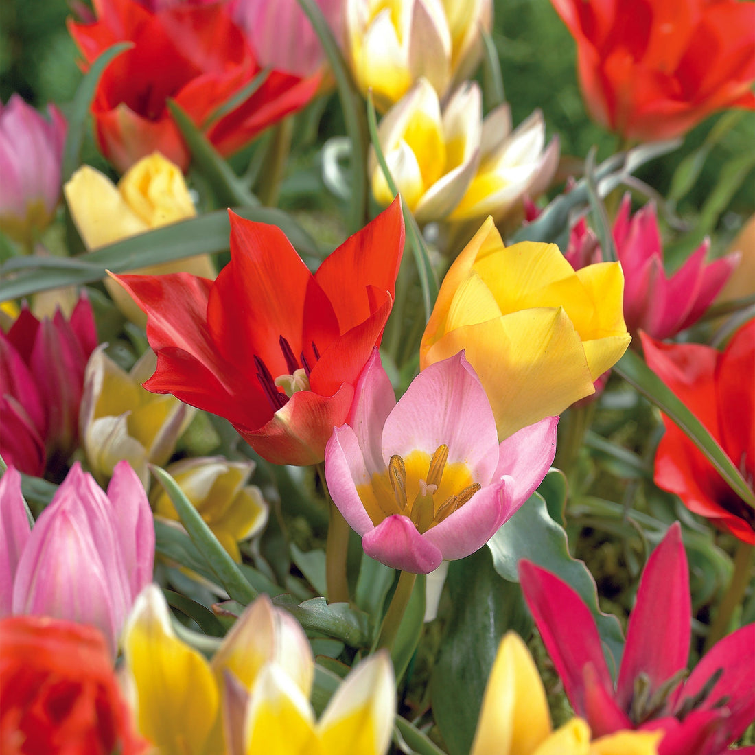 Tulipanblanding 'Botanical Mixed'