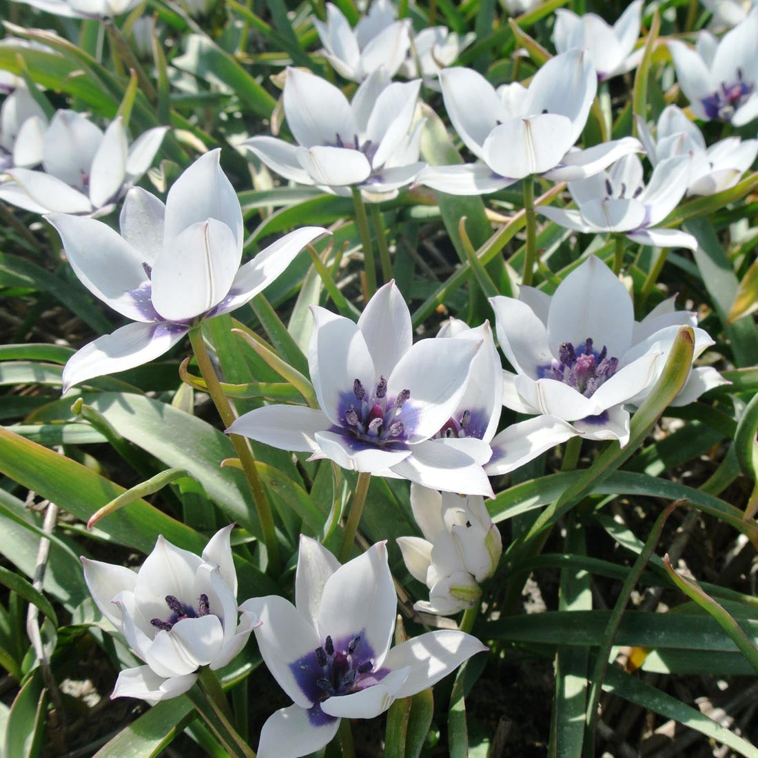 Tulpan 'Albo Caerulea'
