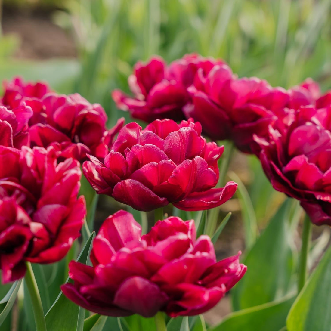 Tulpan 'Alison Bradley'