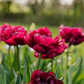 Tulpan 'Alison Bradley'