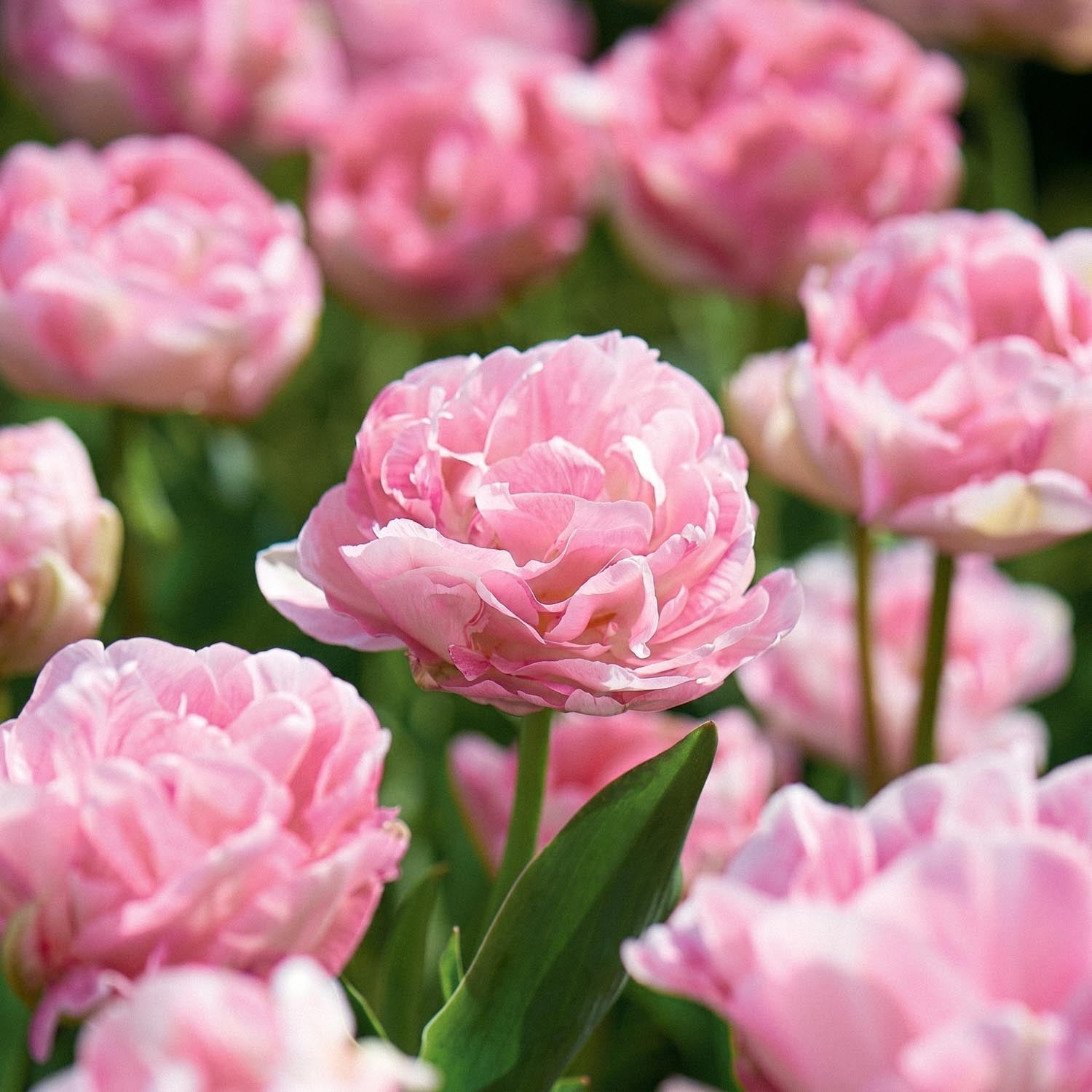 Tulpan 'Angelique'