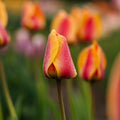 Tulpan 'Apeldoorn's Elite'
