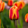 Tulpan 'Apeldoorn's Elite'