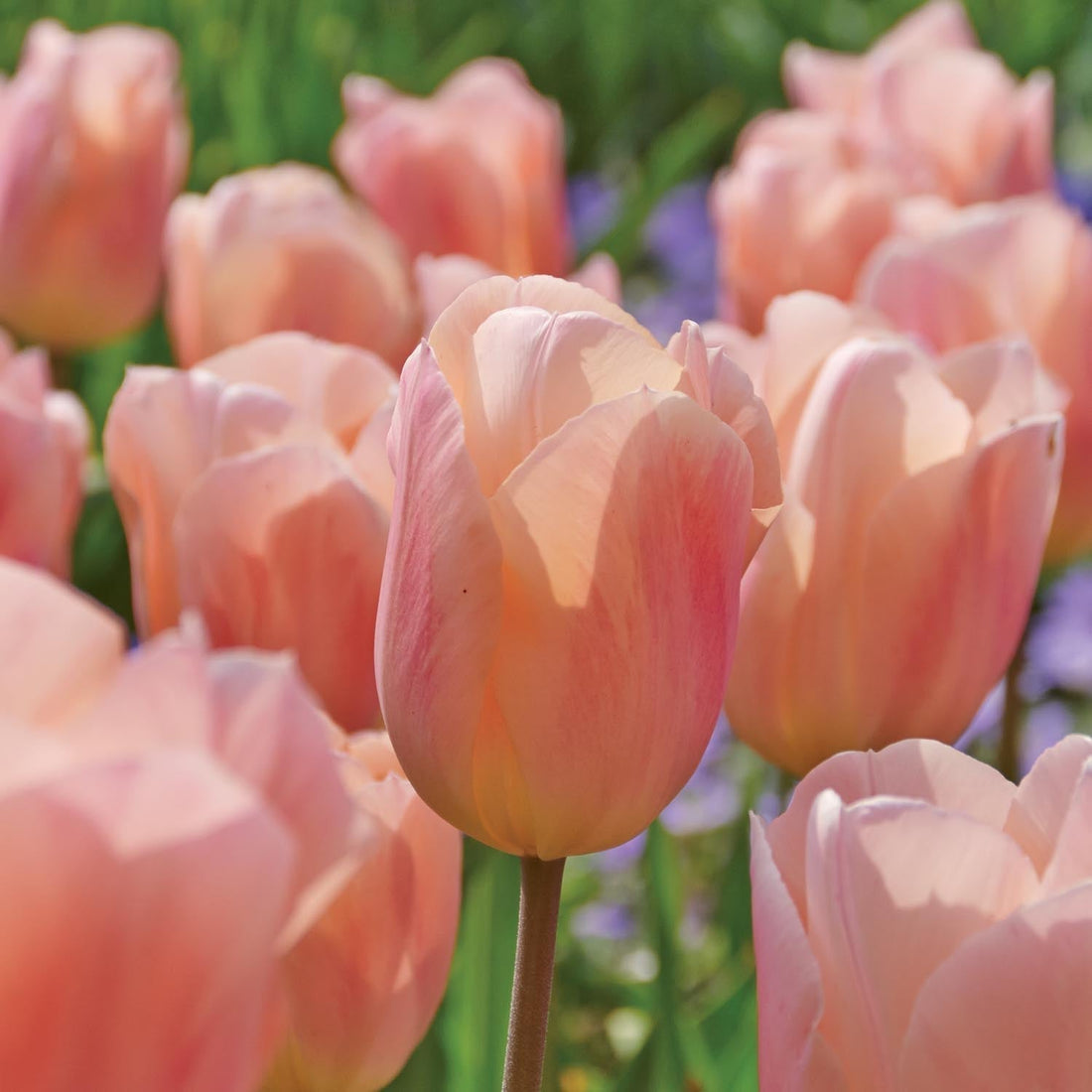Tulpan 'Apricot Beauty'