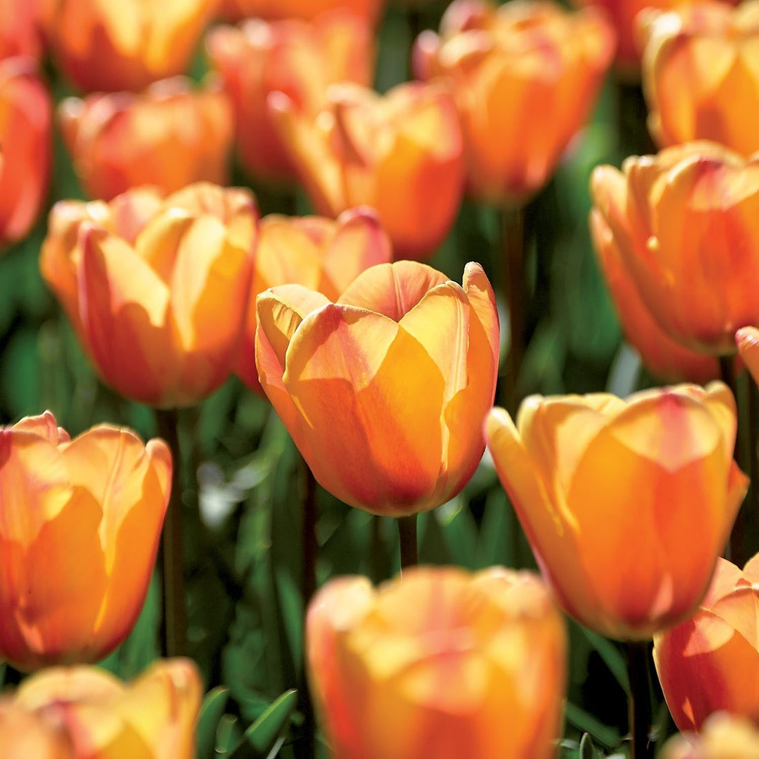 Tulpan 'Apricot Fox'