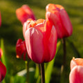 Tulpan 'Apricot Impression'