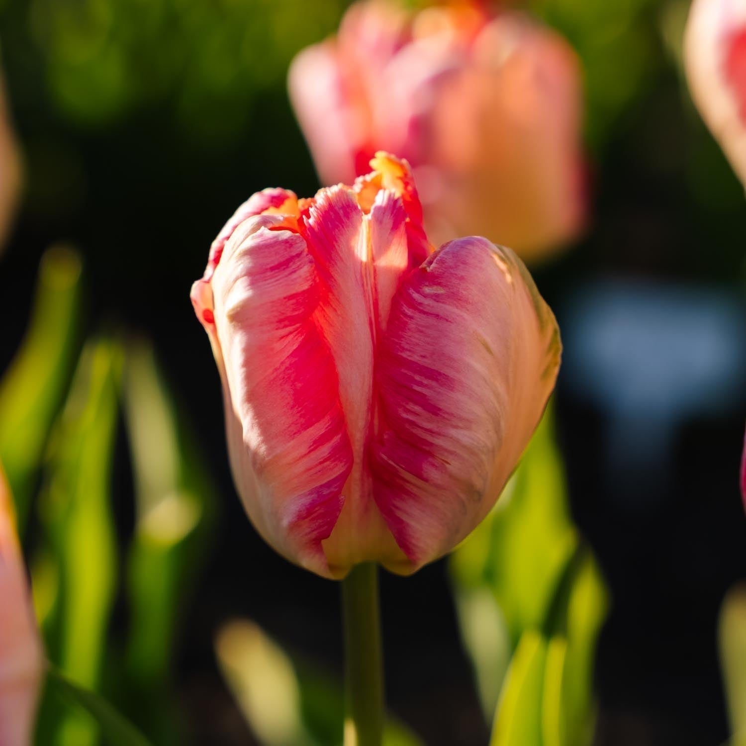 Tulpan 'Apricot Parrot'