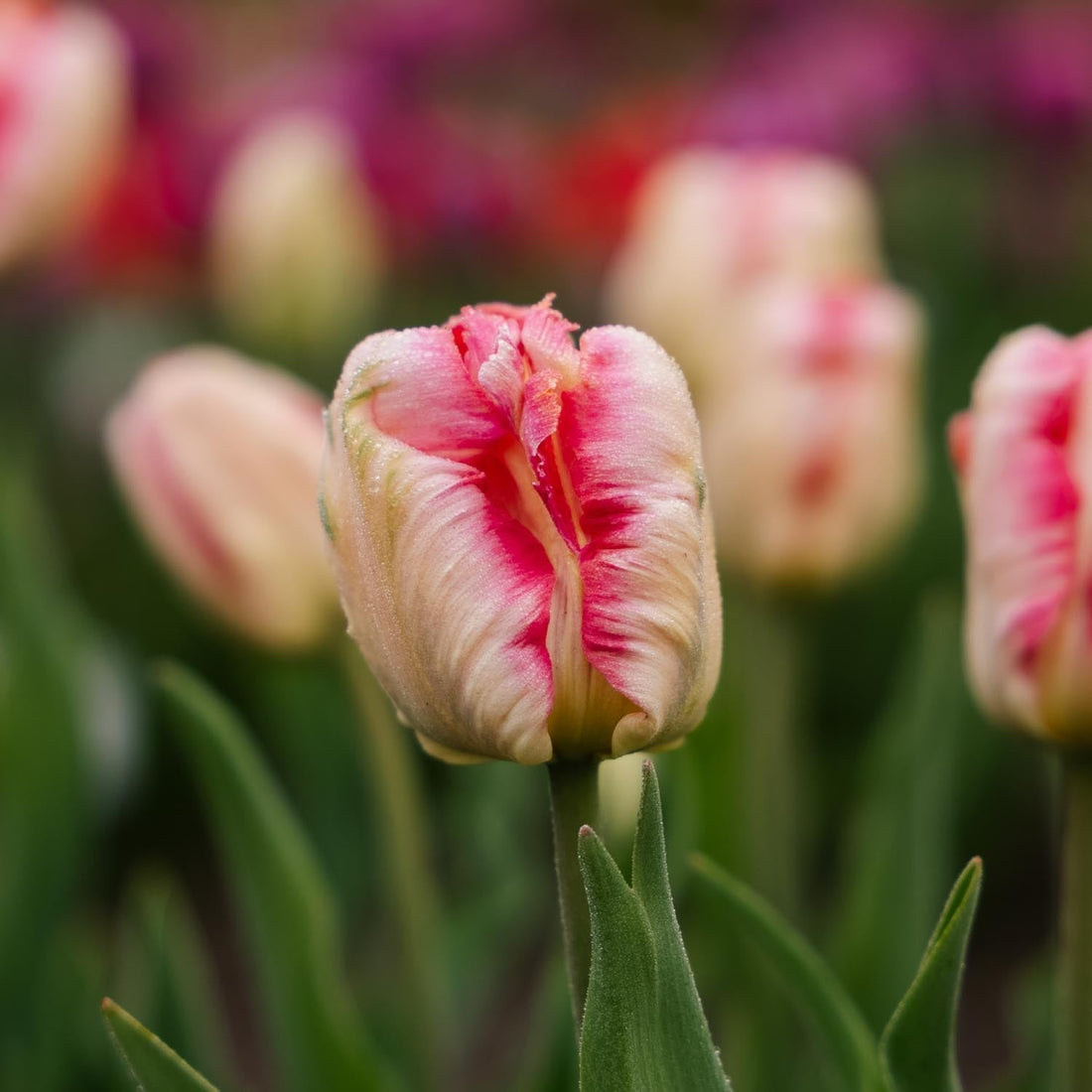 Tulpan 'Apricot Parrot'