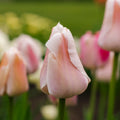 Tulpan 'Apricot Pride'