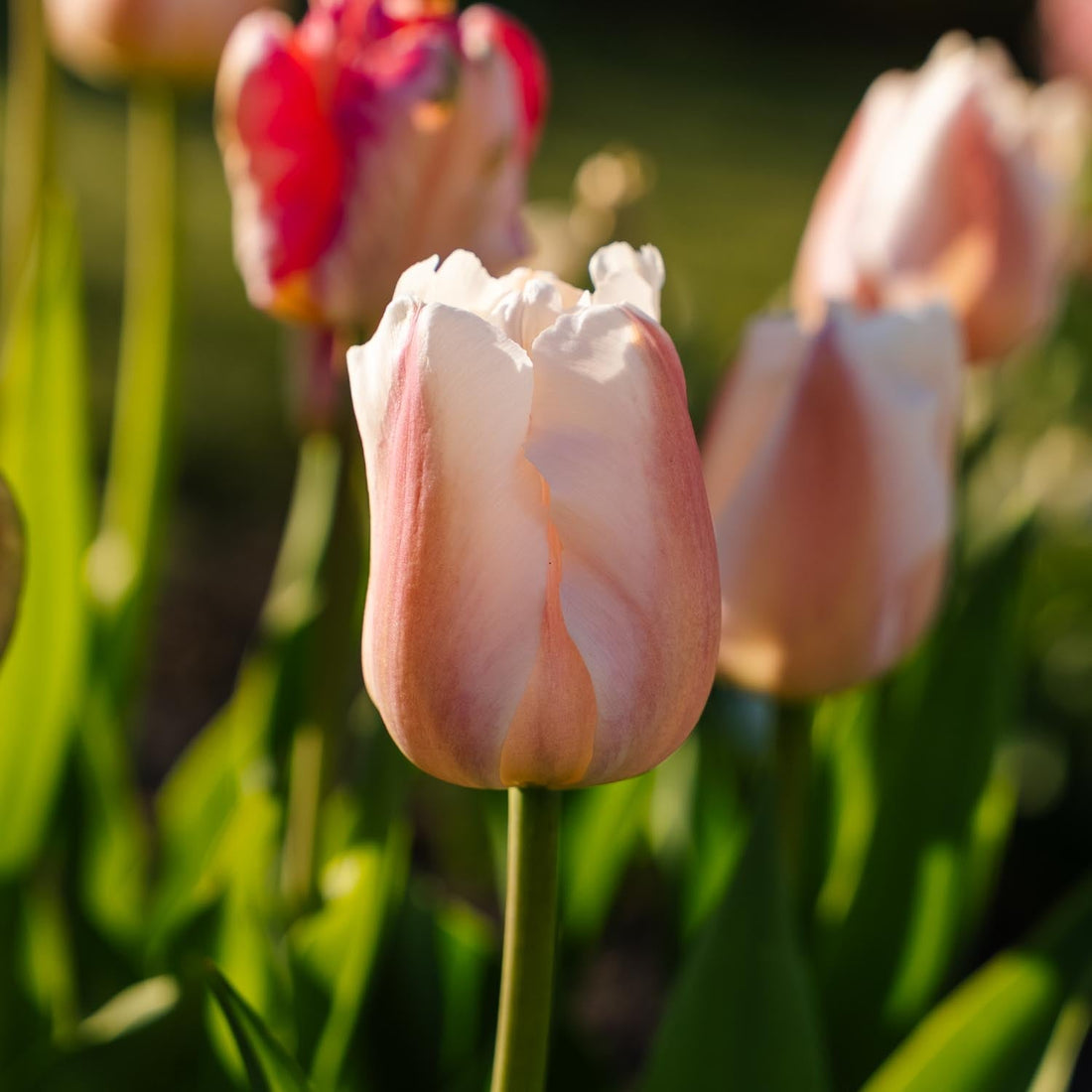 Tulpan 'Apricot Pride'