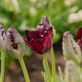 Tulpan 'Black Parrot'