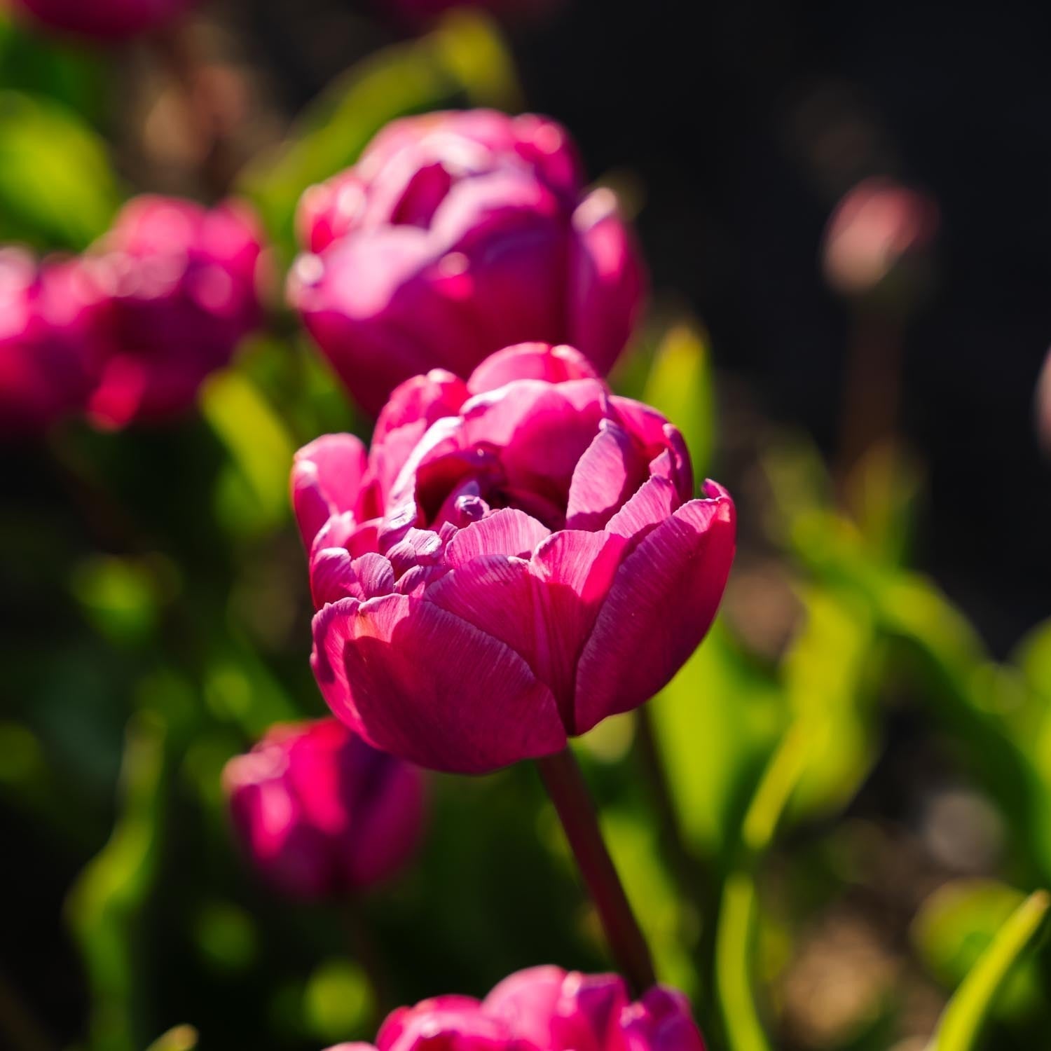 Tulpan 'Blue Diamond'