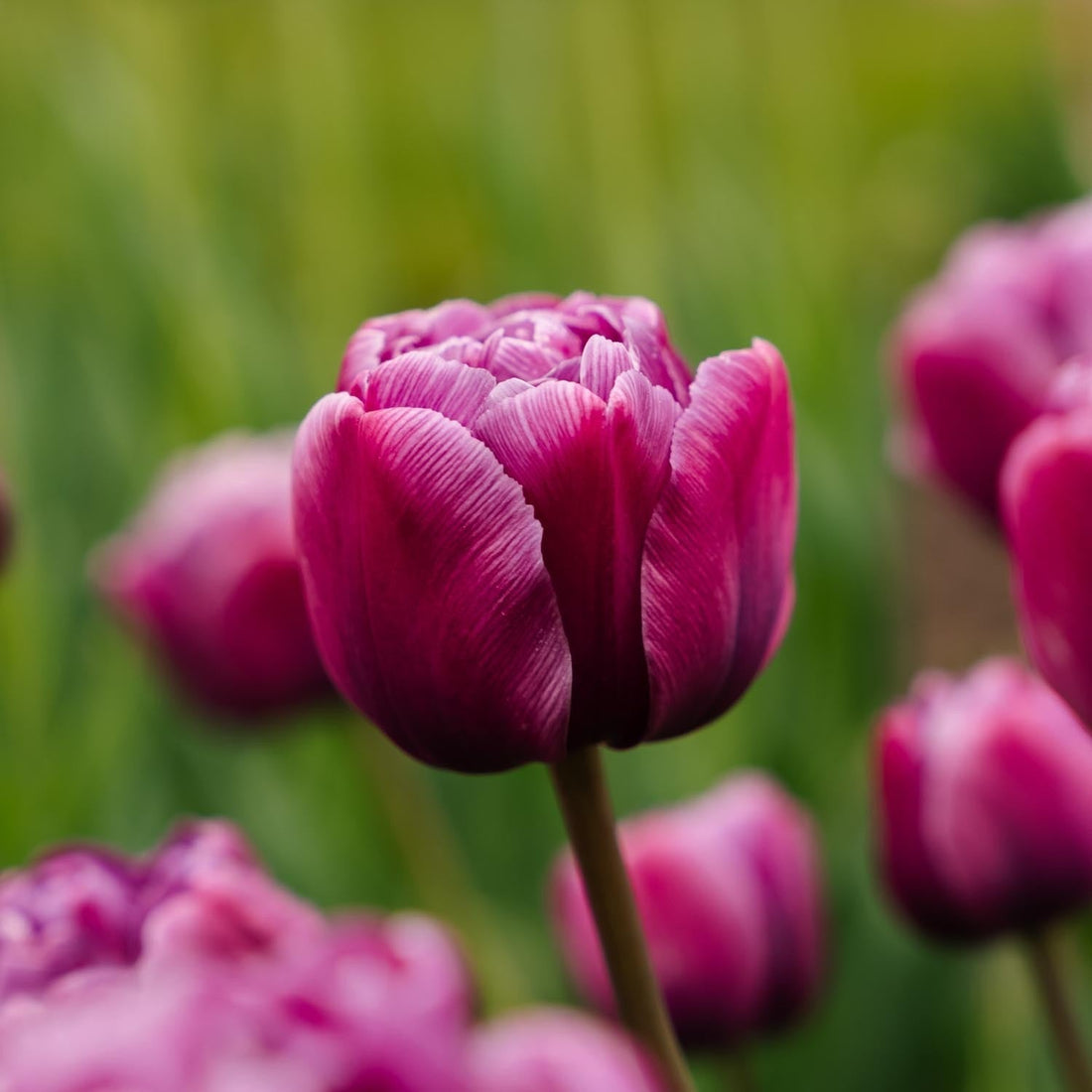 Tulpan 'Blue Diamond'