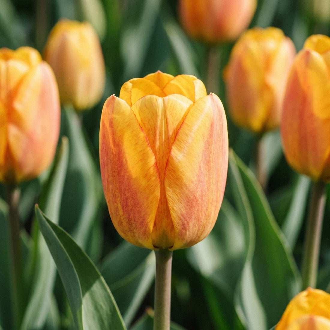 Tulpan 'Blushing Apeldoorn'