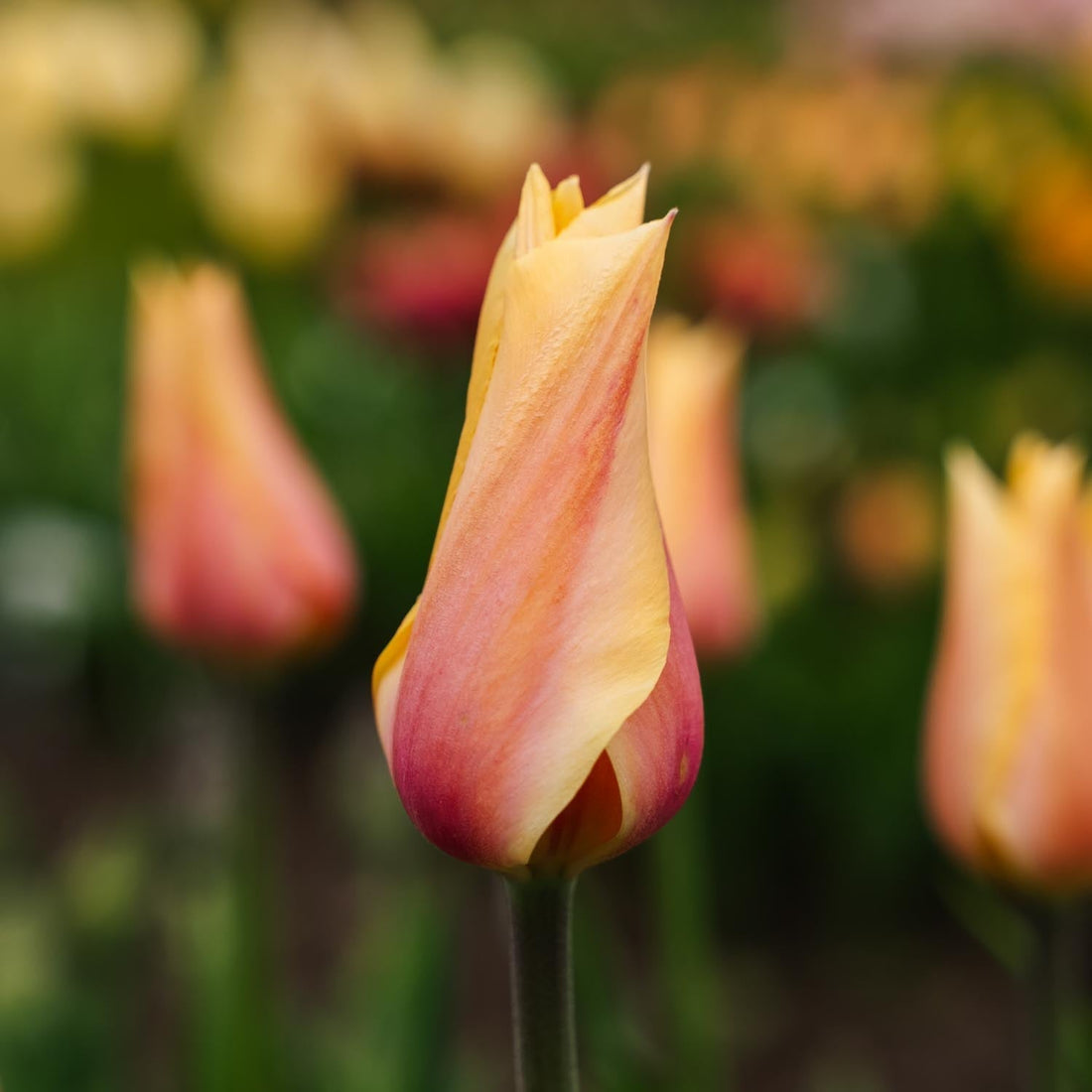 Tulpan 'Blushing Lady'