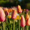 Tulpan 'Blushing Lady'