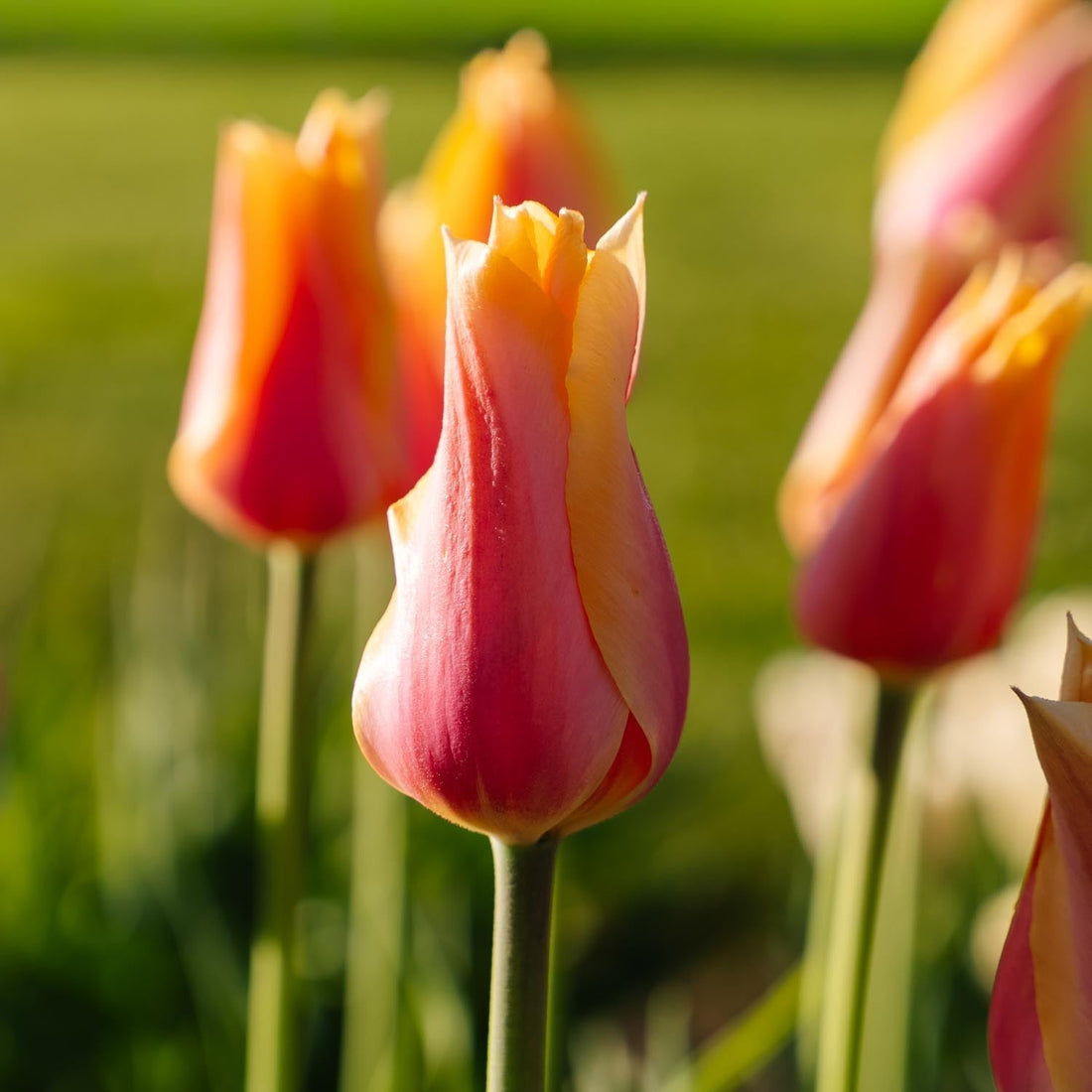 Tulpan 'Blushing Lady'