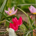 Tulpan 'Botanical Mixed'