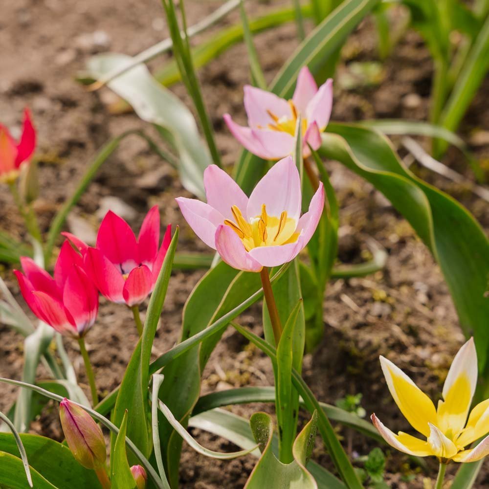Tulpan 'Botanical Mixed'