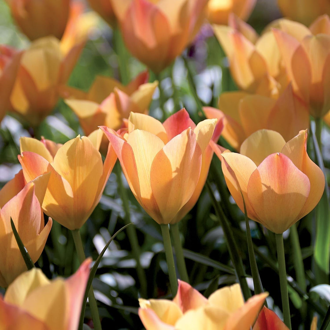 Tulpan 'Bright Gem'