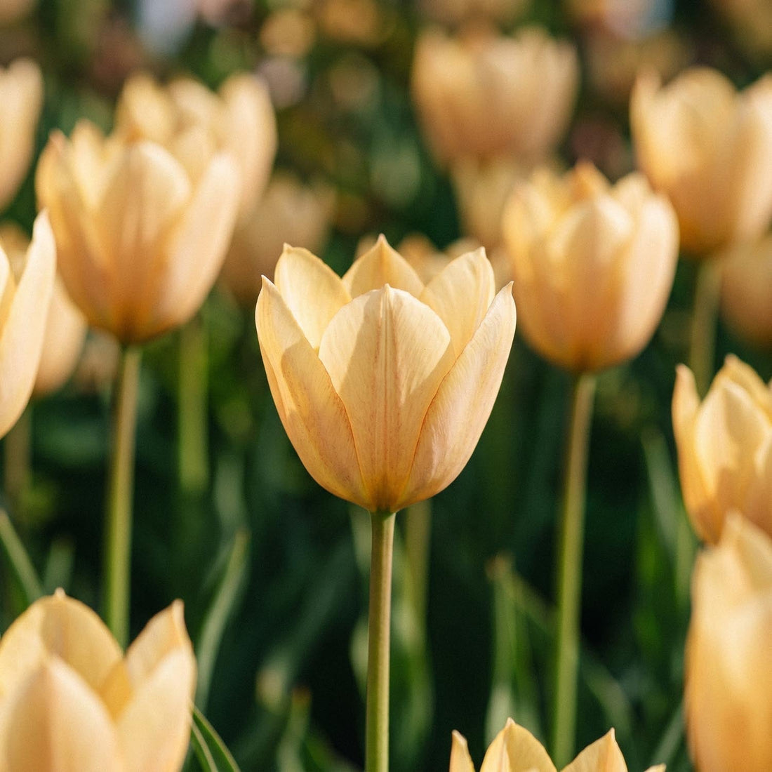 Tulpan 'Bronze Charm'