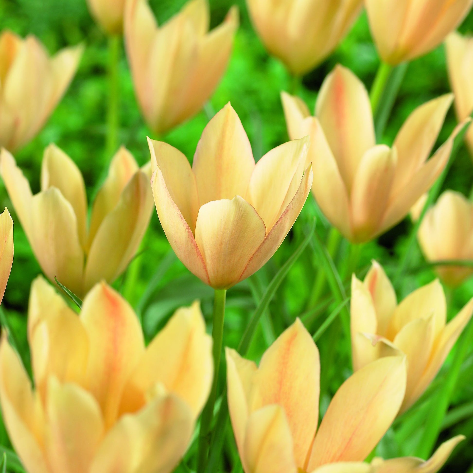 Tulpan 'Bronze Charm'