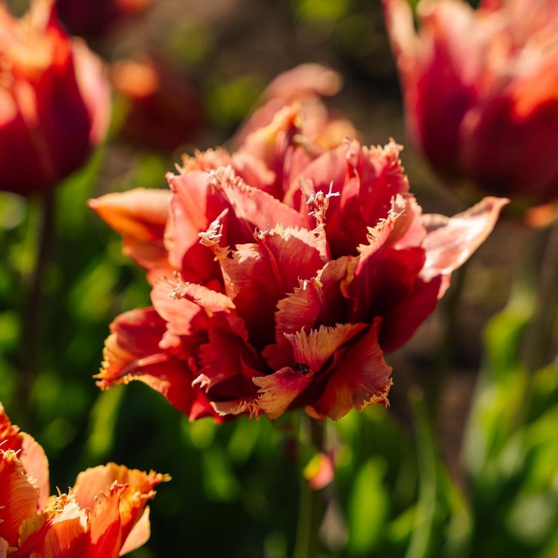 Tulpan 'Callahan'