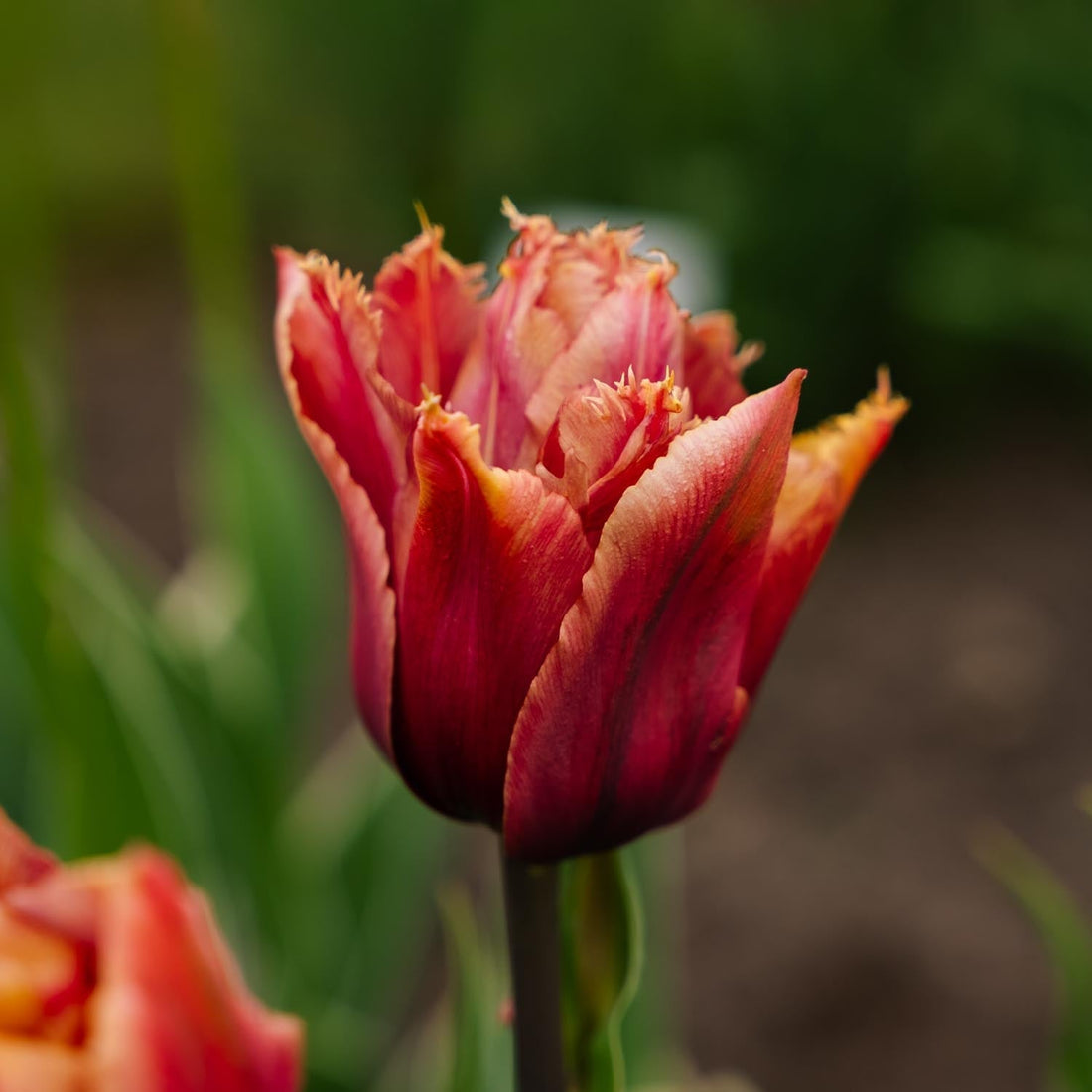 Tulpan 'Callahan'